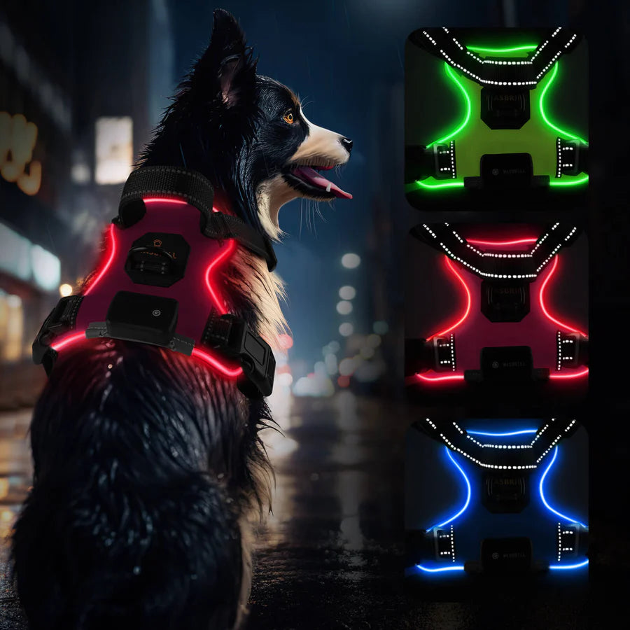 Stylish Iluminated Dog Lead