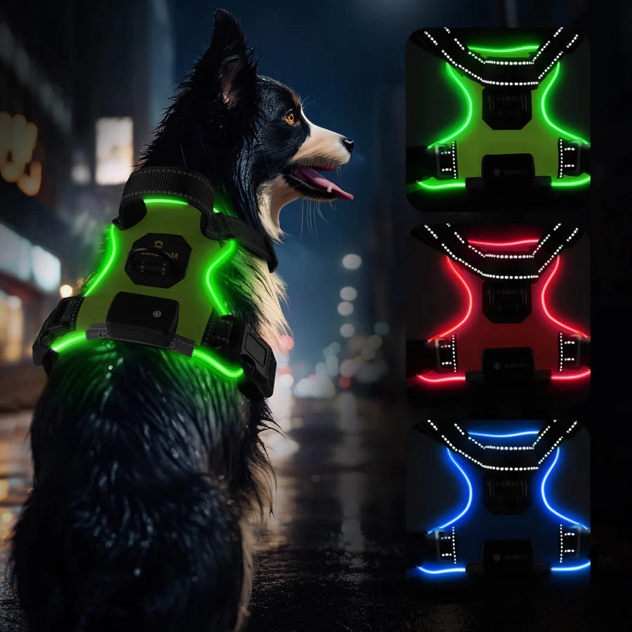 Stylish Iluminated Dog Lead